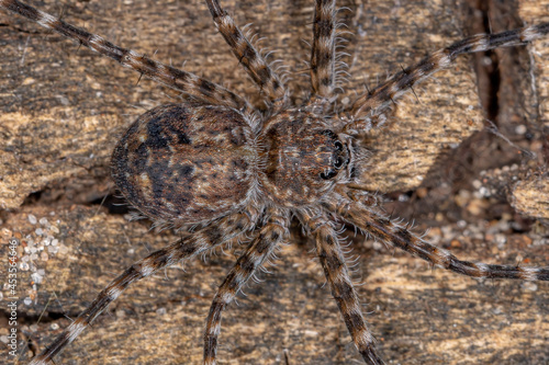 Adult Trechaleid Spider photo