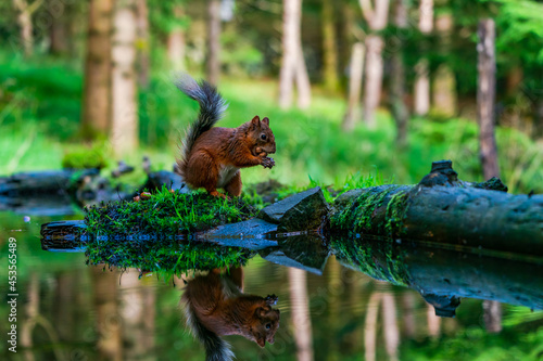Red Squirrel (Sciurus vulgaris) © beataaldridge