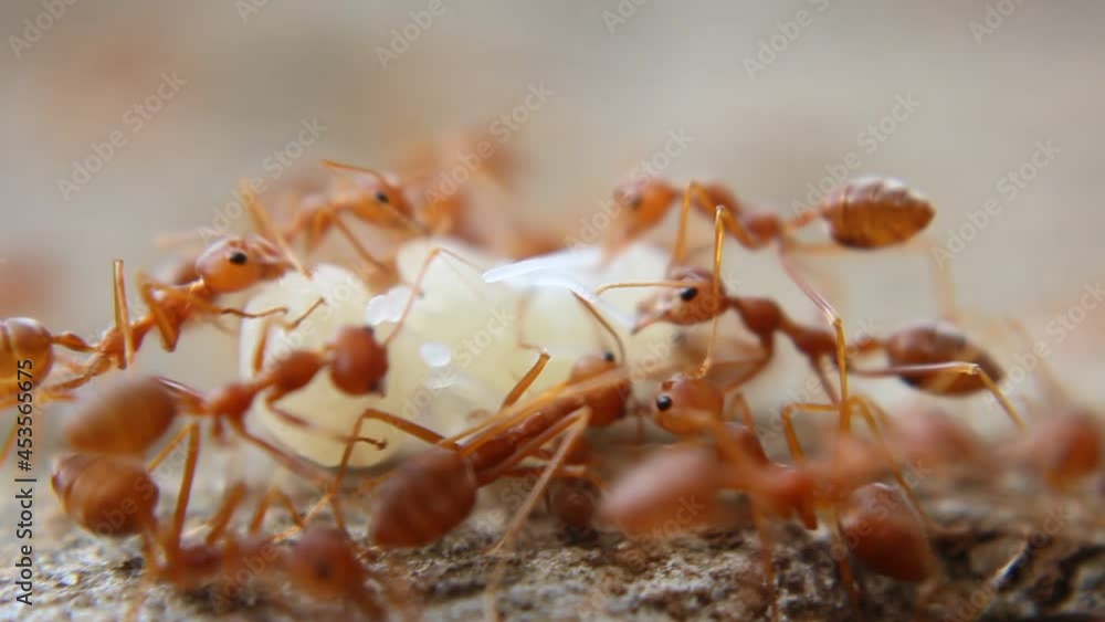 Macro shot,Ants are sending worms to each other,Teamwork. Macro shot,Ants are sending worms to each other,Teamwork.