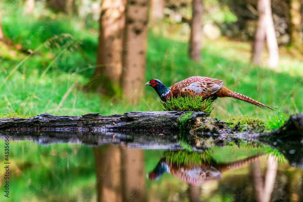 Obraz premium Common Pheasant (Phasianus colchicus)