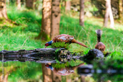 Common Pheasant (Phasianus colchicus)