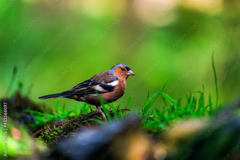 Common chaffinch (Fringilla coelebs) Common chaffinch (Fringilla coelebs)