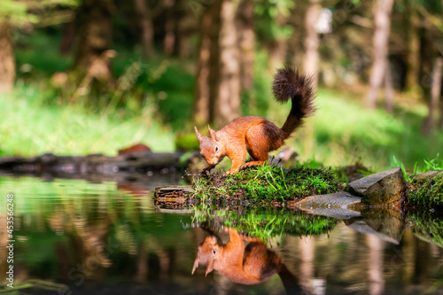 Red Squirrel (Sciurus vulgaris) © beataaldridge