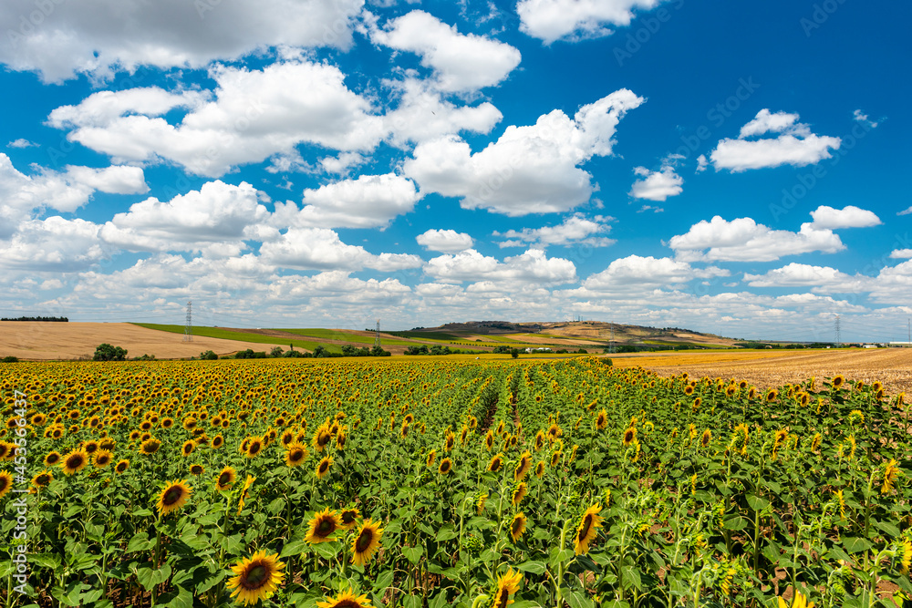 Sunflower Field. Beautiful sunflower with blue sky background..