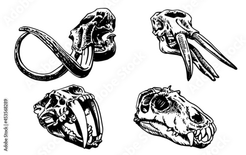 Graphical set of skulls saber-toothed tiger and mammoth isolated on white background, ice period 