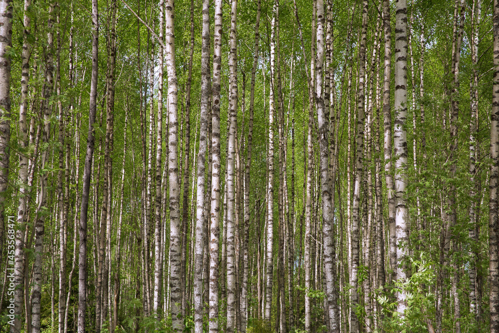 Young birch forest with green foliage. Young birch forest with green foliage.