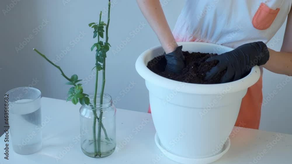 Woman mixes soil in flower pot, breakes pieces and prepares for transplant of plants, hands closeup. Flower growing, care and maintenance, gardening cocnept. Woman mixes soil in flower pot, breakes pieces and prepares for transplant of plants, hands closeup. Flower growing, care and maintenance, gardening cocnept.