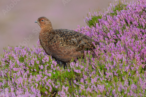 Red Grouse. Scientific name: Lagopus Lagopus . Close up of a male Red Grouse with red eyebrow, facing left in blooming purple heather during August.   Clean background.  Horizontal. Space for copy. photo