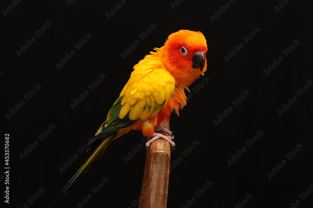 Obraz premium Close up of Sun Conure on the wood.