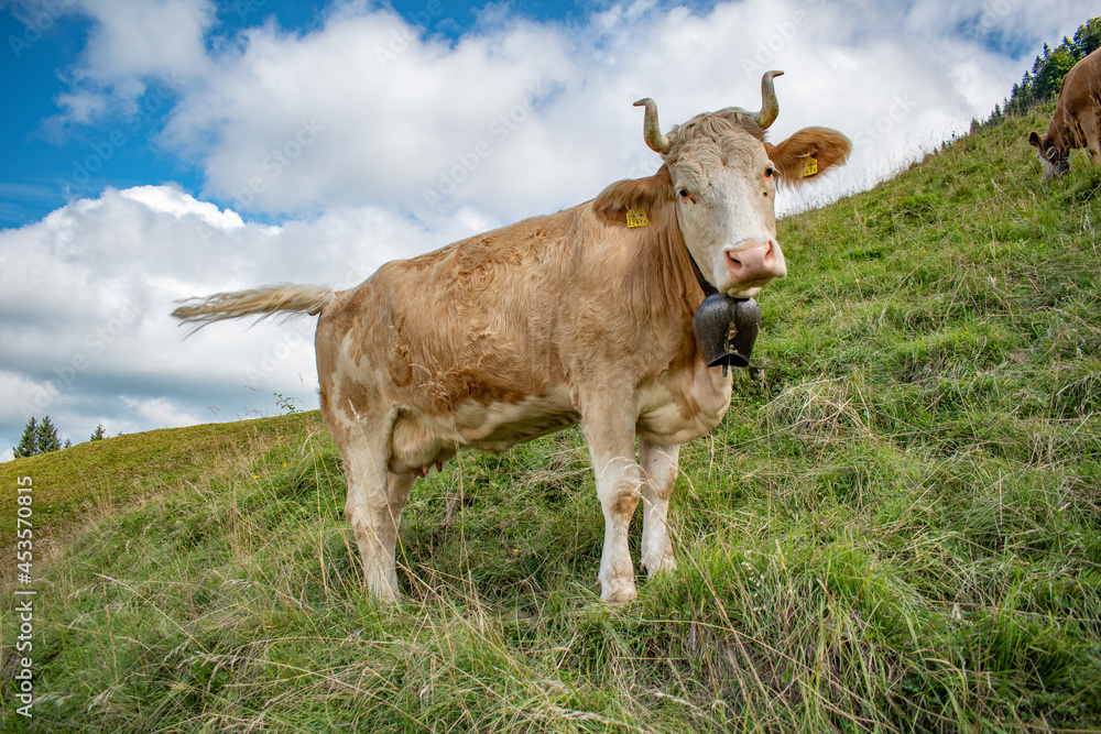 Beautiful swiss cows. Alpine meadows. Mountains. Beautiful swiss cows. Alpine meadows. Mountains.