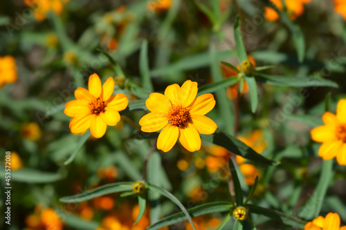 Narrowleaf zinnia photo