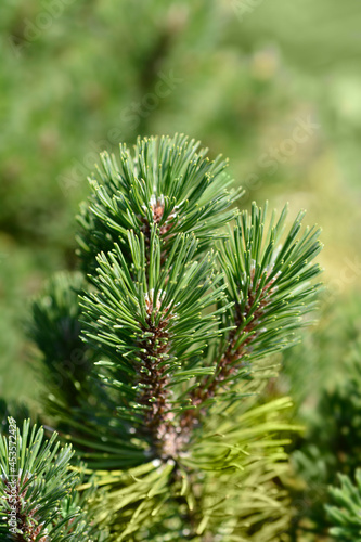 Dwarf mountain pine Ophir