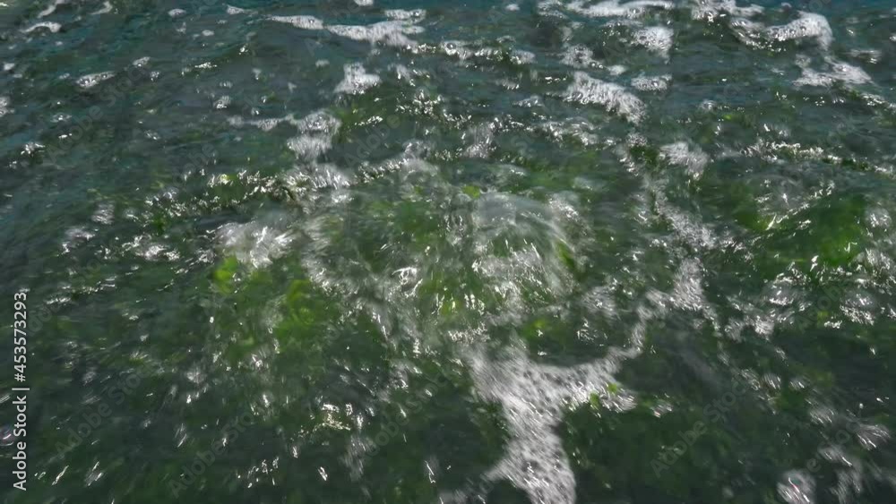 Ulva algae in algae growing farms (superfood) Ulva algae in algae growing farms (superfood)