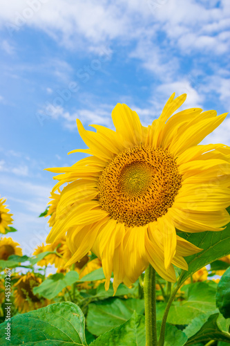 sunflowers in the field with blue sky 