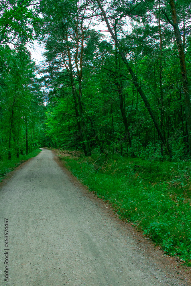 Fototapeta premium ścieżka w lesie