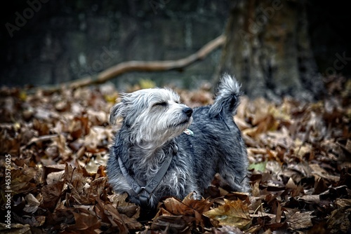 Dog against the wind