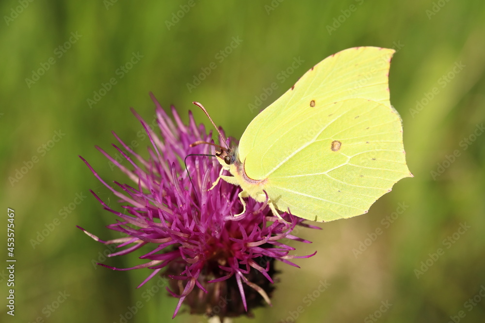 Gonepteryx rhamni. Yellow butterfly on thistle, close-up. Gonepteryx rhamni. Yellow butterfly on thistle, close-up.