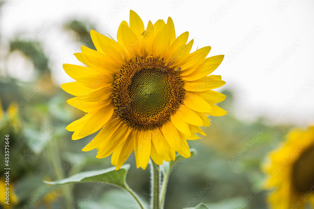 Sunflowers growing in a field. Natural background. Landscape with sunflowers.