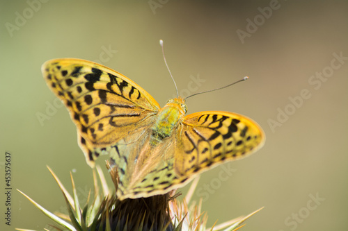 argynnis pandora, the cardinal, is a butterfly of the family Nymphalidae. It is common throughout southem Europe and is also found in northern Africa and the Palearctic to northwestern India.