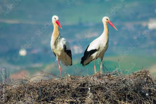 The white stork (Ciconia ciconia) is a large bird in the stork family, Adults have long red legs and long pointed red beaks, and measure on average 100–115 cm (39–45 in).