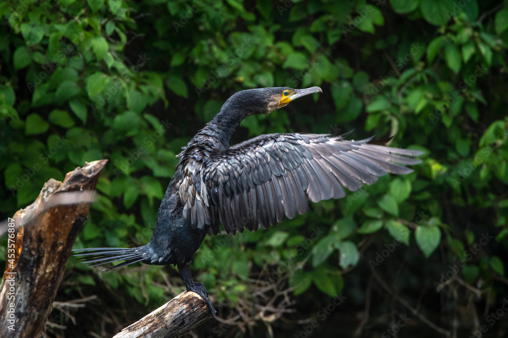 Fototapeta premium Kormoran (Phalacrocorax carbo)