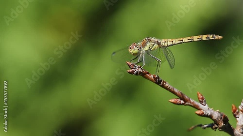 Wallpaper Mural The dragonfly hunts sitting on a twig, waits and takes off sharply, then returns back. Macro video shooting of the yellow dragonfly Sympetrum flaveolum. Torontodigital.ca