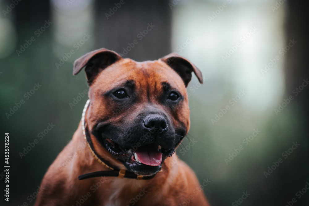 Staffordshire bull terrier in action photography outside.	
