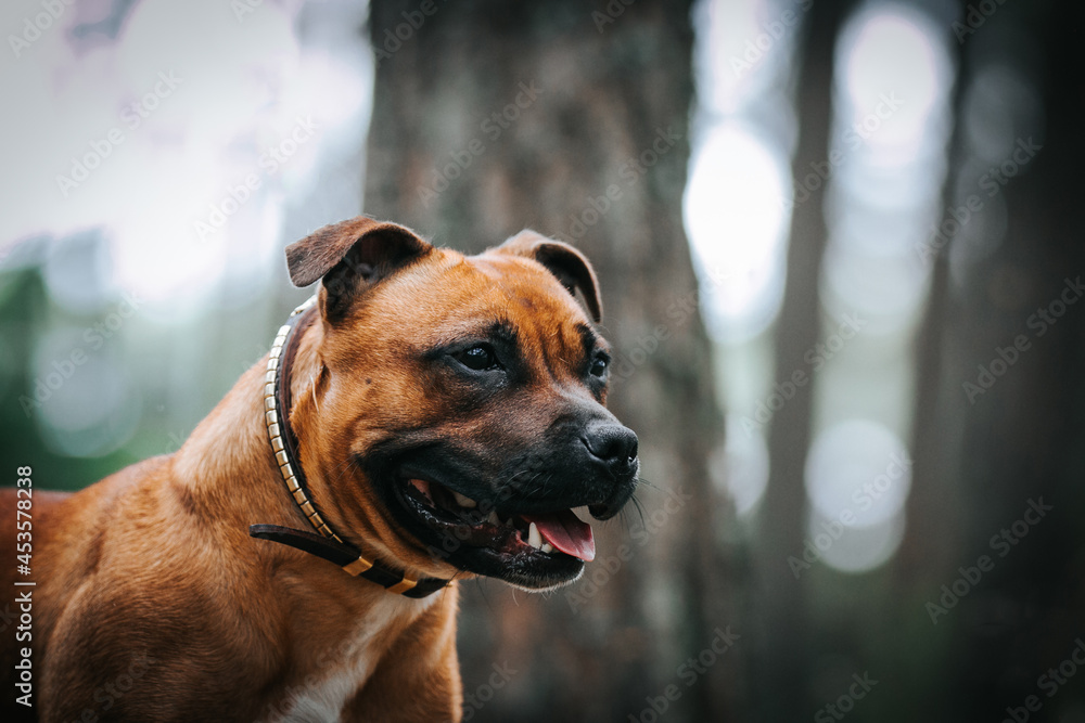 Staffordshire bull terrier in action photography outside. Staffordshire bull terrier in action photography outside.