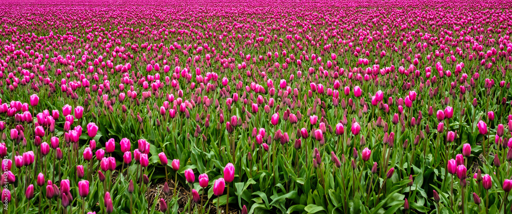 Tulpenpracht in de Noordoostpolder, provincie Flevoland Tulpenpracht in de Noordoostpolder, provincie Flevoland