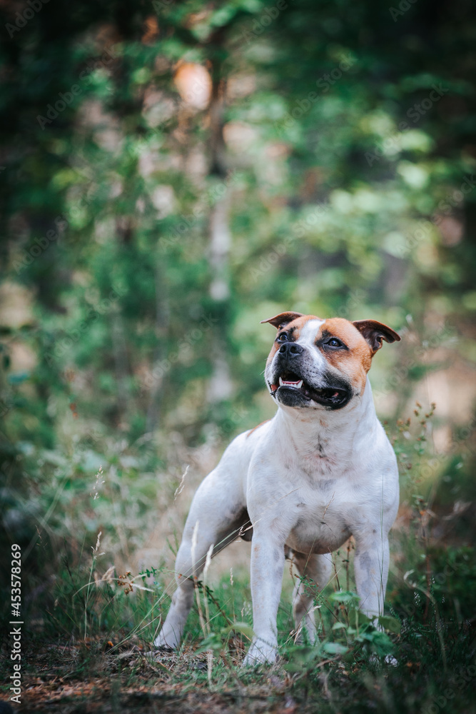 Staffordshire bull terrier in action photography outside.	
