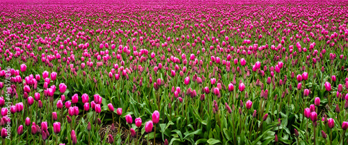 Tulpenpracht in de Noordoostpolder, provincie Flevoland photo