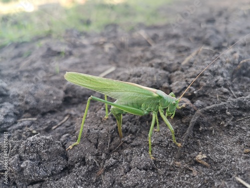 Heupferd legt Eier in die Erde