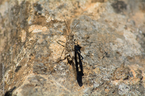 grasshopper are a groupe of insects belonging to the suborder caelifera, they are among what is probably the most ancient living group of chewing herbivorous insects.