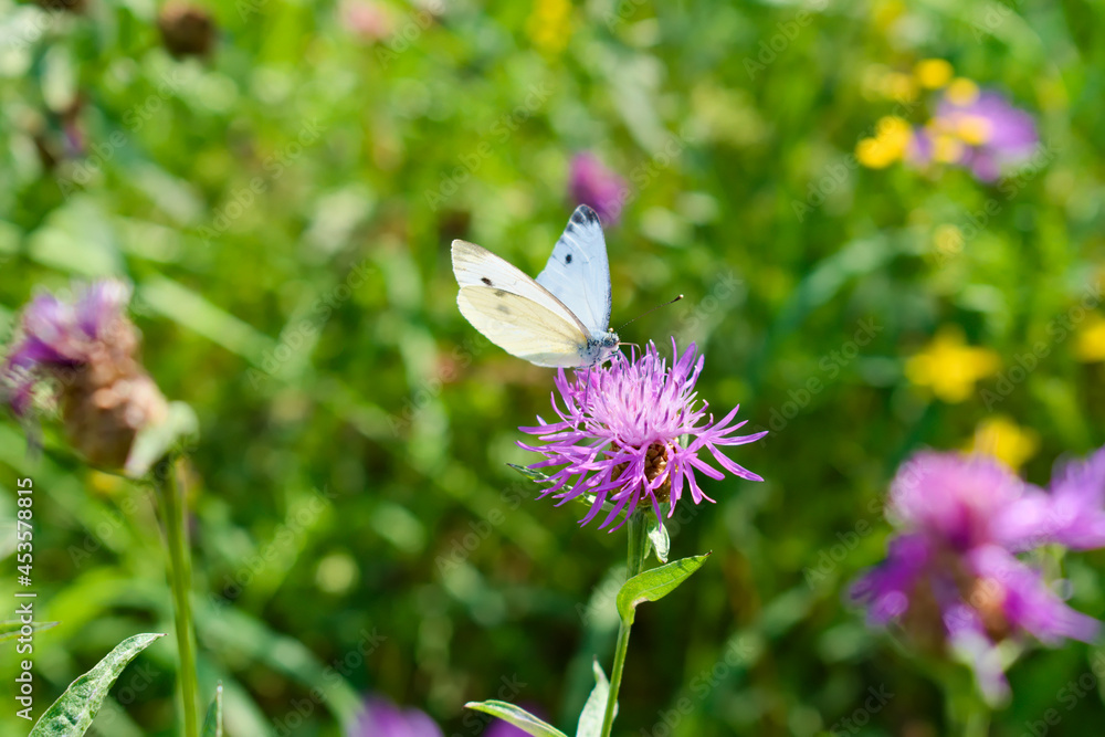 Cabbage butterfly (pieris brassicae) on a brown knapweed flower (centaurea jacea)