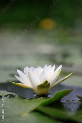 Nymphaea or water lilies