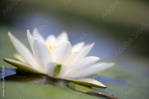 Nymphaea or water lilies