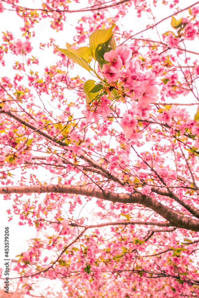 満開に咲く桜のイメージ