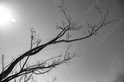 silhouette of a tree