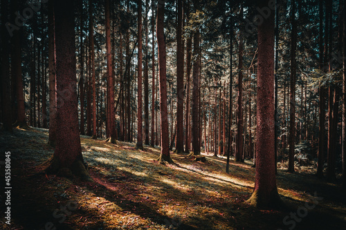 Bavarian Forest Daydreams