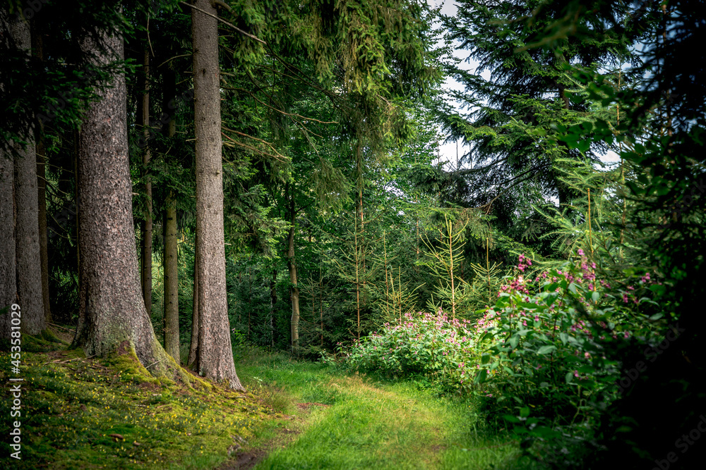 Der Wald als Lebensraum im Bayerischen Wald Der Wald als Lebensraum im Bayerischen Wald