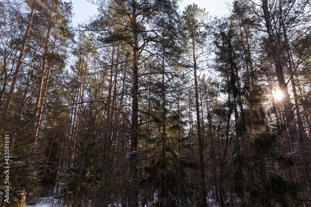 winter weather in the park or forest and pine firs winter weather in the park or forest and pine firs