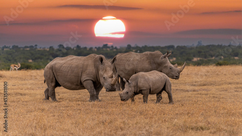 Fotografie, Obraz White Rhinoceros Ceratotherium simum Square-lipped Rhinoceros at Khama Rhino Sanctuary Kenya Africa