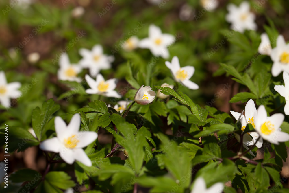 the first blooming in the forest the first blooming in the forest