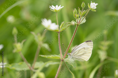 Butterfly - green-veined white (Pieris napi) photo