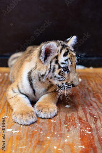 Fototapeta Naklejka Na Ścianę i Meble -  portrait of a little tiger cub. Year of the tiger. High quality photo