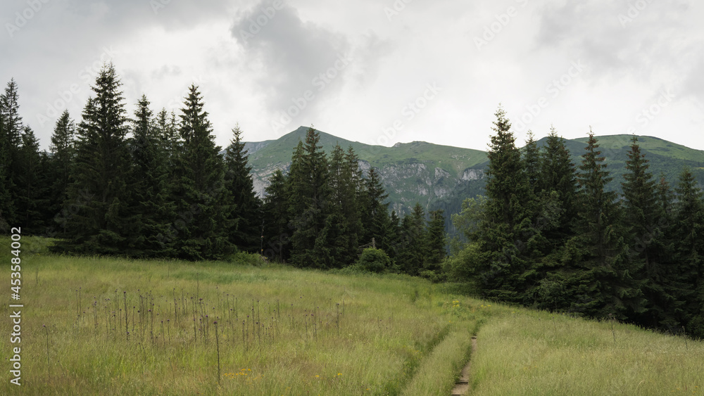 Mountain meadow in the Polish Tatras