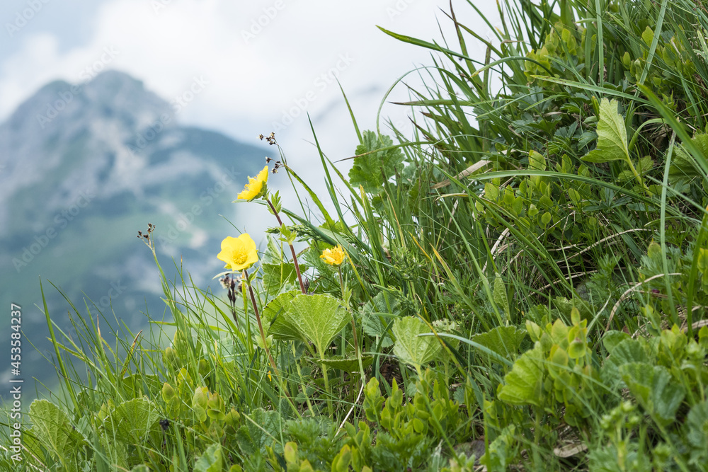 Mountain meadow in the Polish Tatras