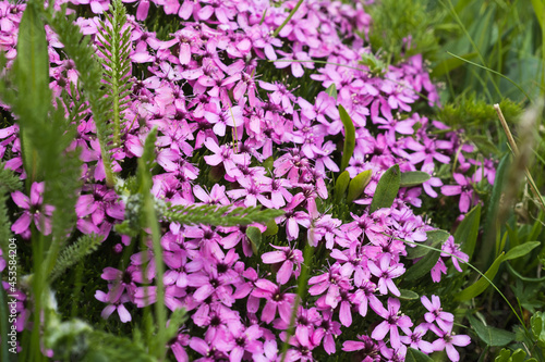 Obraz na płótnie Mountain meadow in the Polish Tatras w salonie