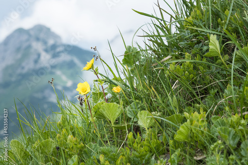 Obraz na płótnie Mountain meadow in the Polish Tatras w salonie