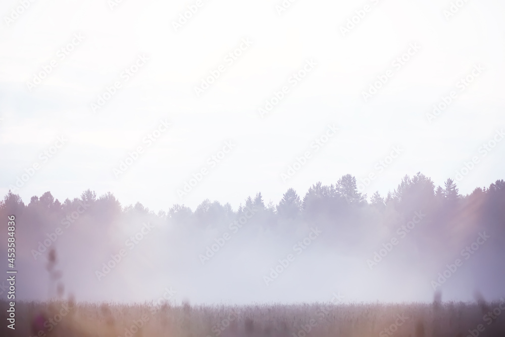 Fototapeta premium Fog in the field. Evening nature summer with white fog.